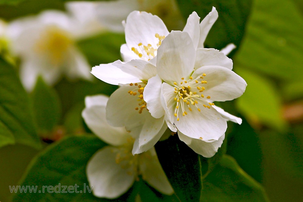 Parastais filadelfs jeb neīstais jasmīns (Philadelphus coronarius)