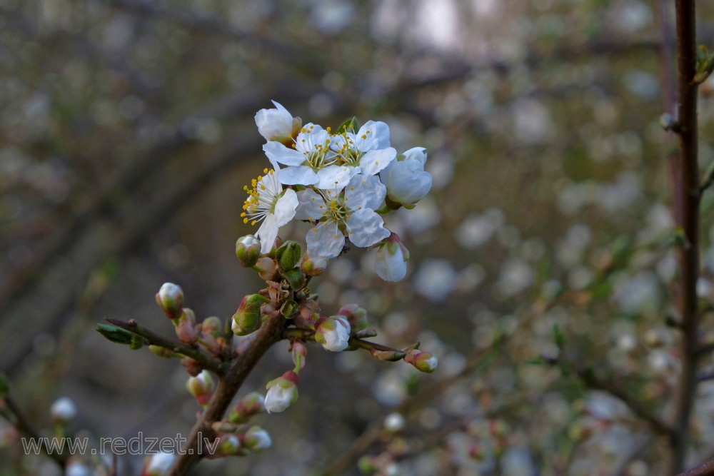 Prunus cerasifera Flowers