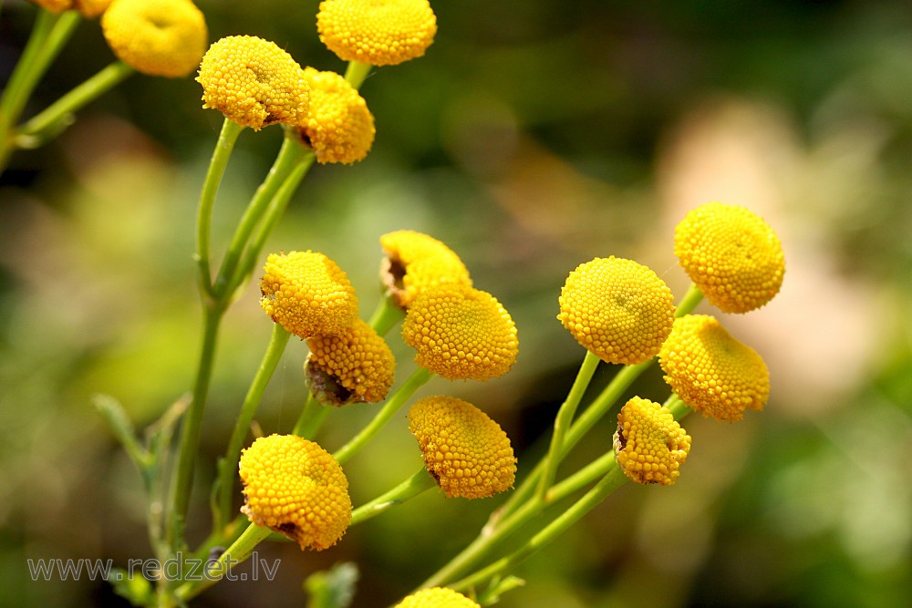 Tansy
