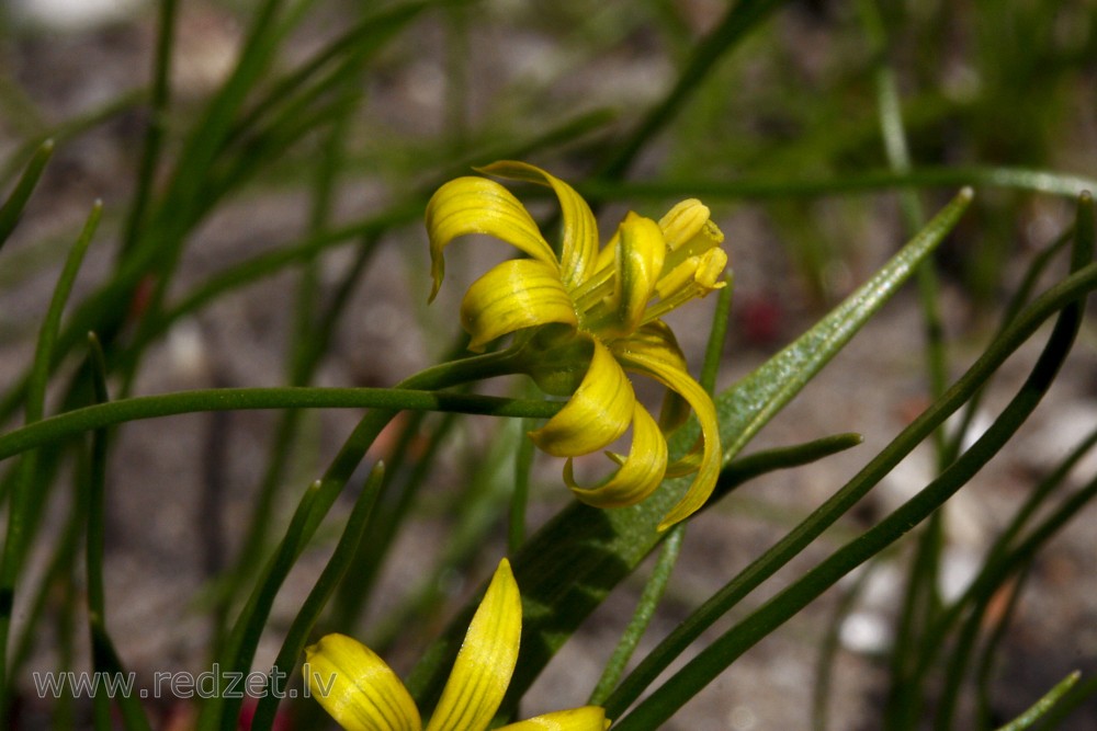 Yellow star-of-Bethlehem