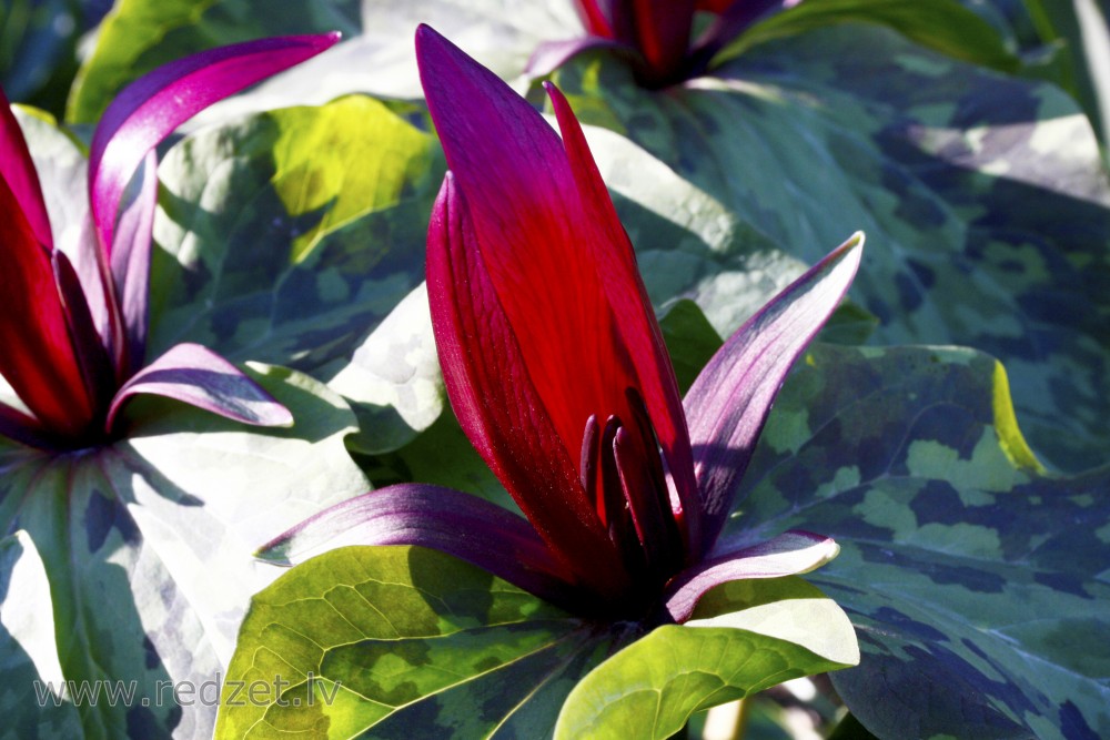 Kurabajaši mežlilija (Trillium Kurabayashii)