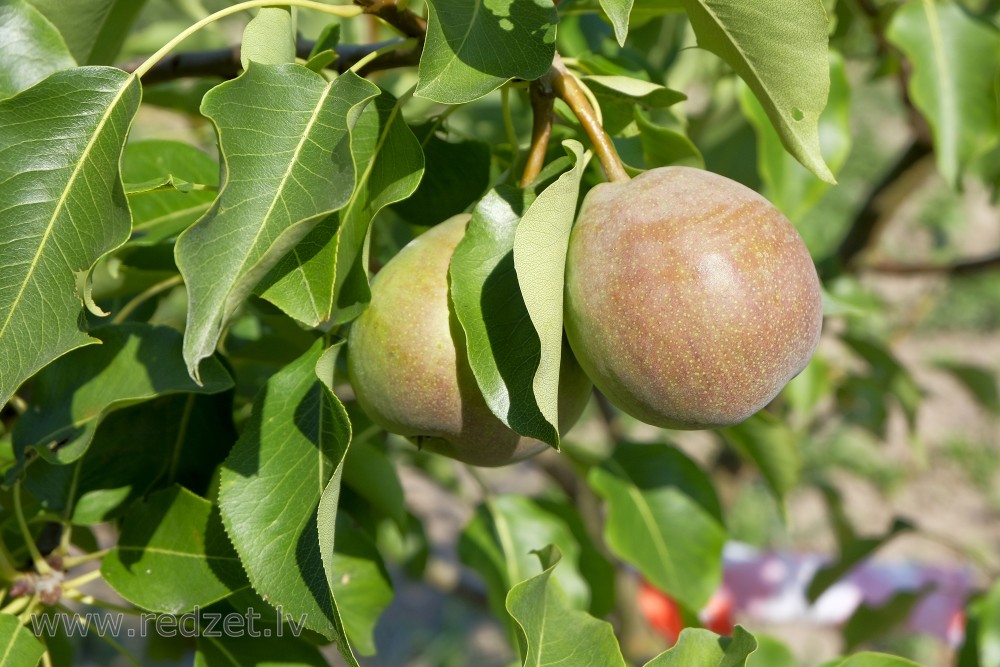 European pear