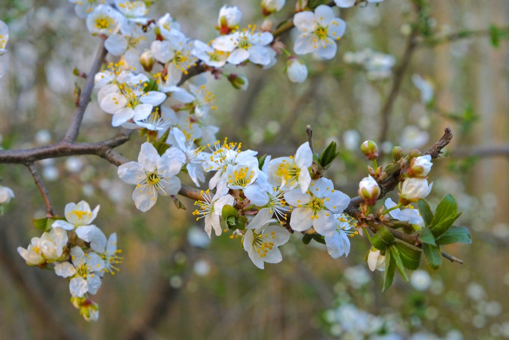 Kaukāza plūmes ziedi