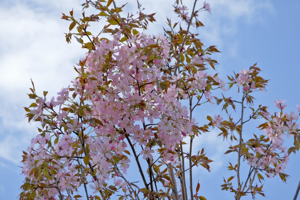 Ziedošs Sārdženta ķirsis