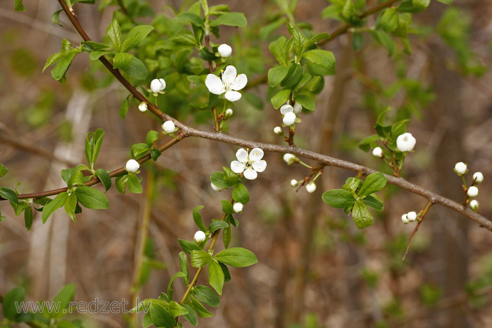 Cherry plum in Spring