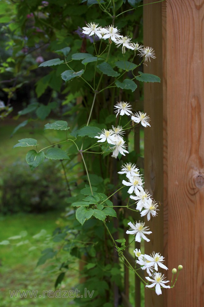 Stāvais mežvītenis