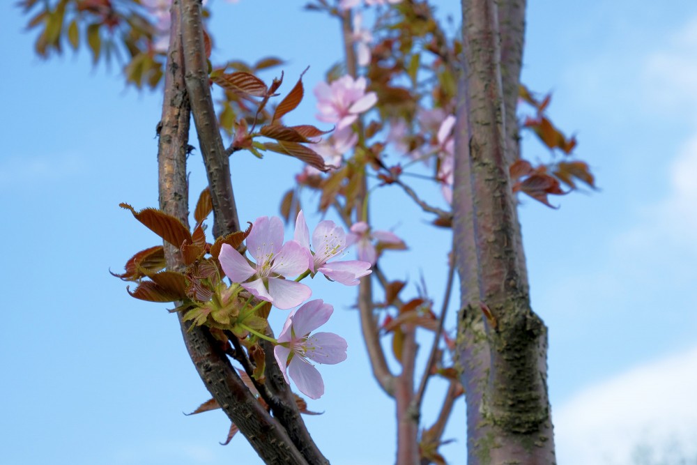 Ziedošs ķirsis Ziedošs ķirsis