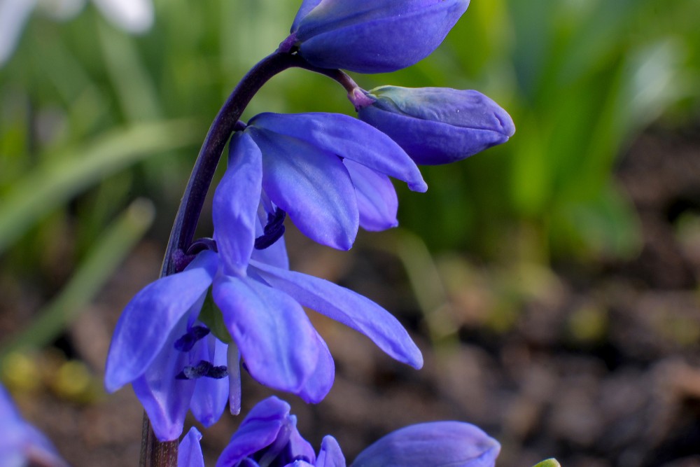 Siberian squill