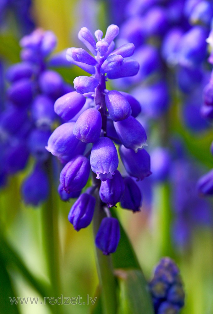 Close up of Muscari