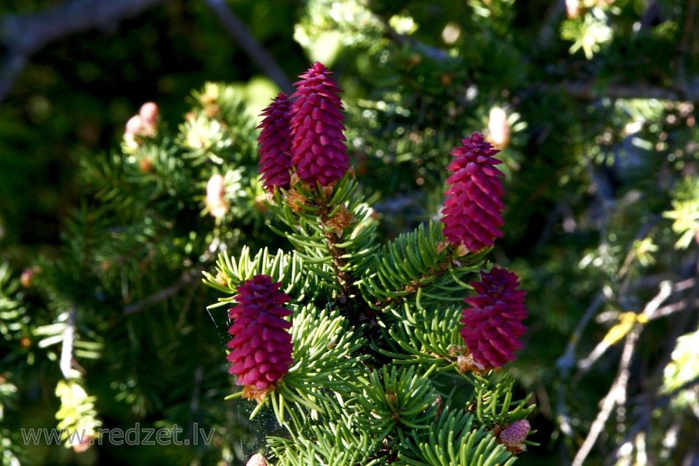 Young spruce cones