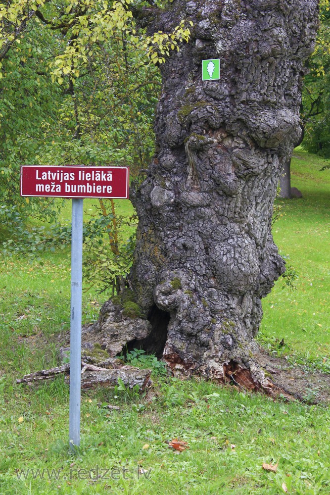 Trunk of European Wild Pear