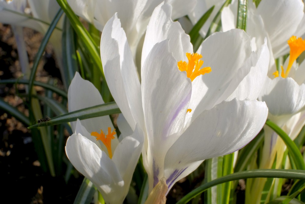 Balts krokusa zieds