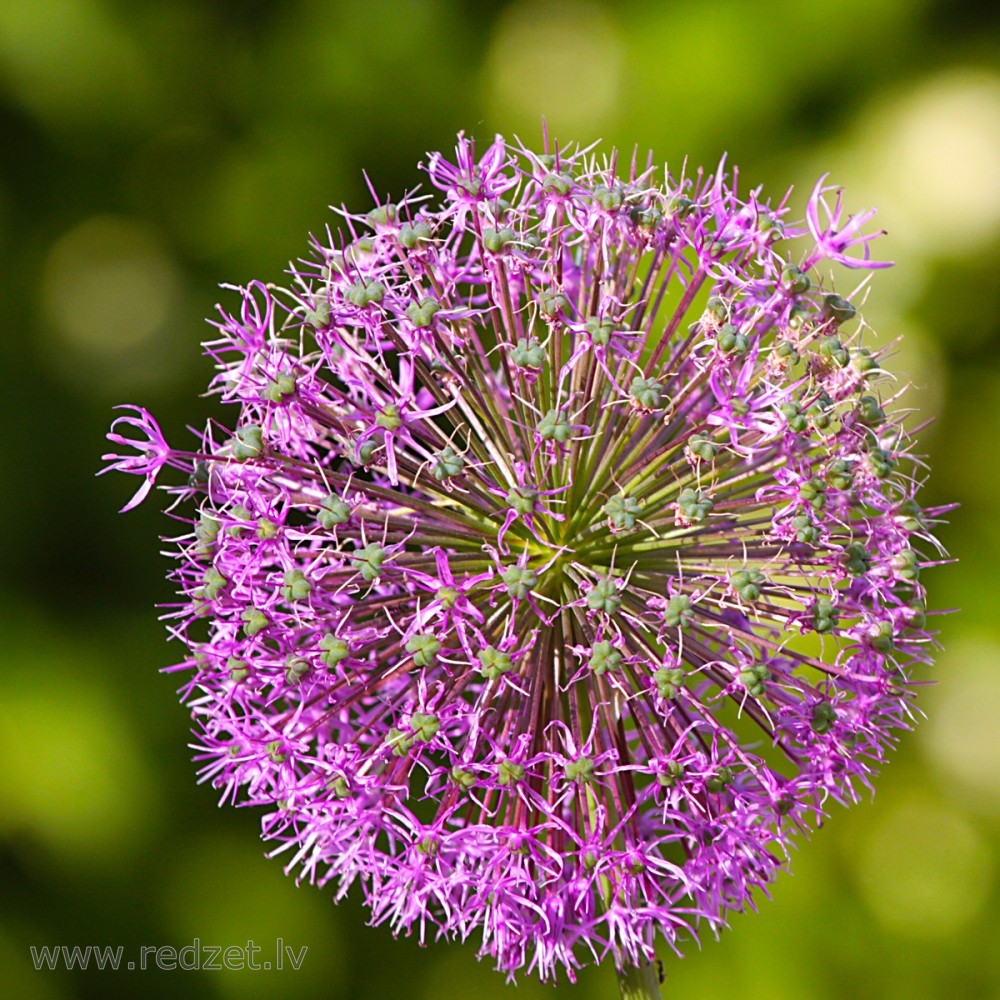 Garlic flower