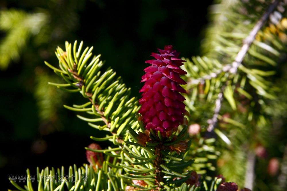 Young spruce cones