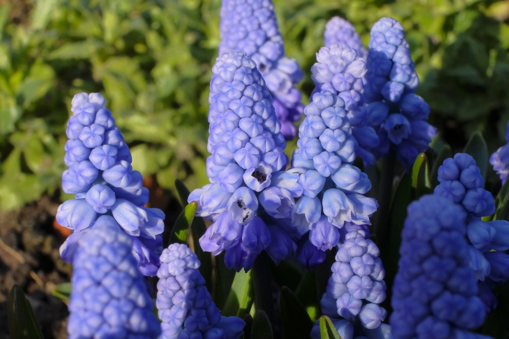 Muskares (Muscari)