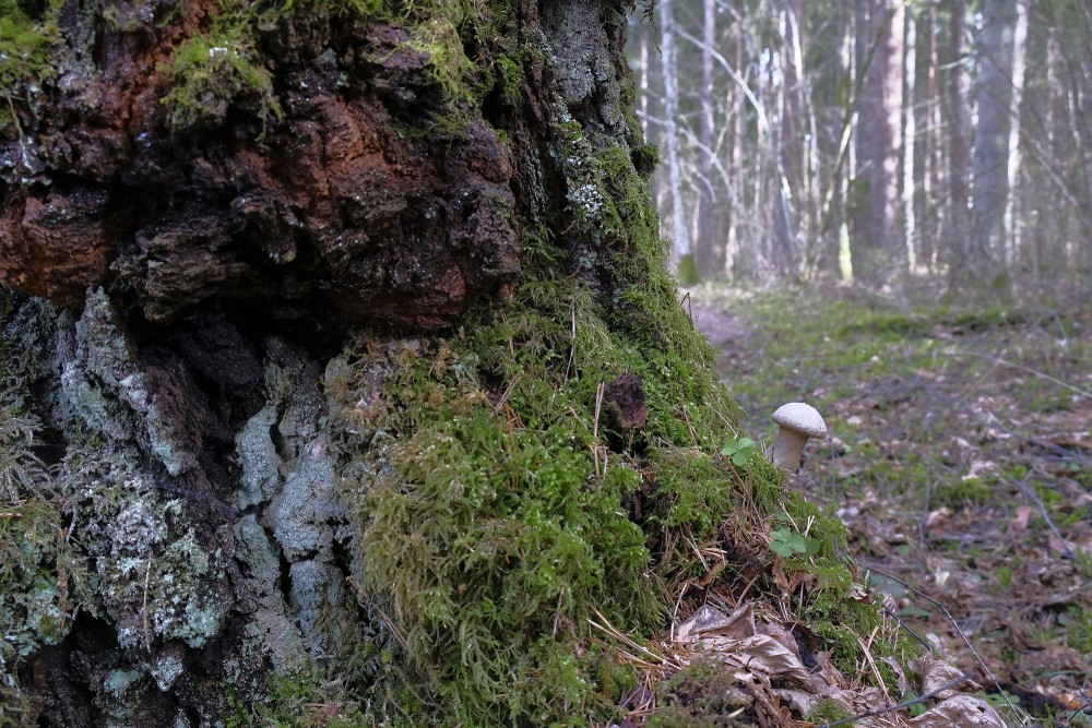 Birch Trunk overgrown with Moss