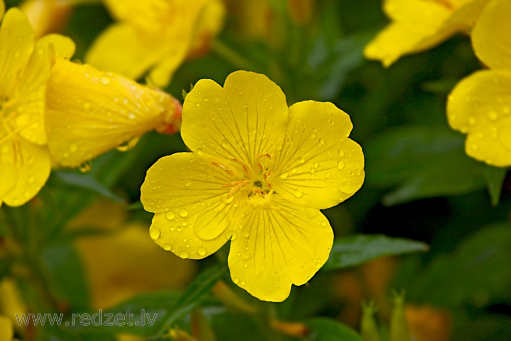 Četršķautņu naktssvece