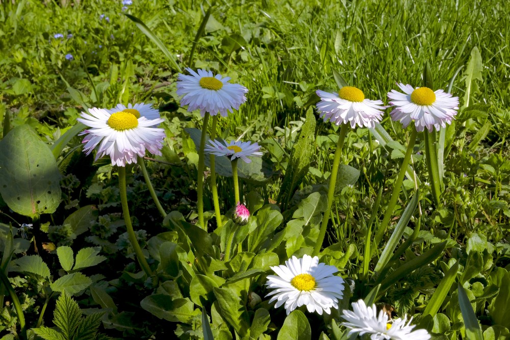 Ilggadīgā mārpuķīte