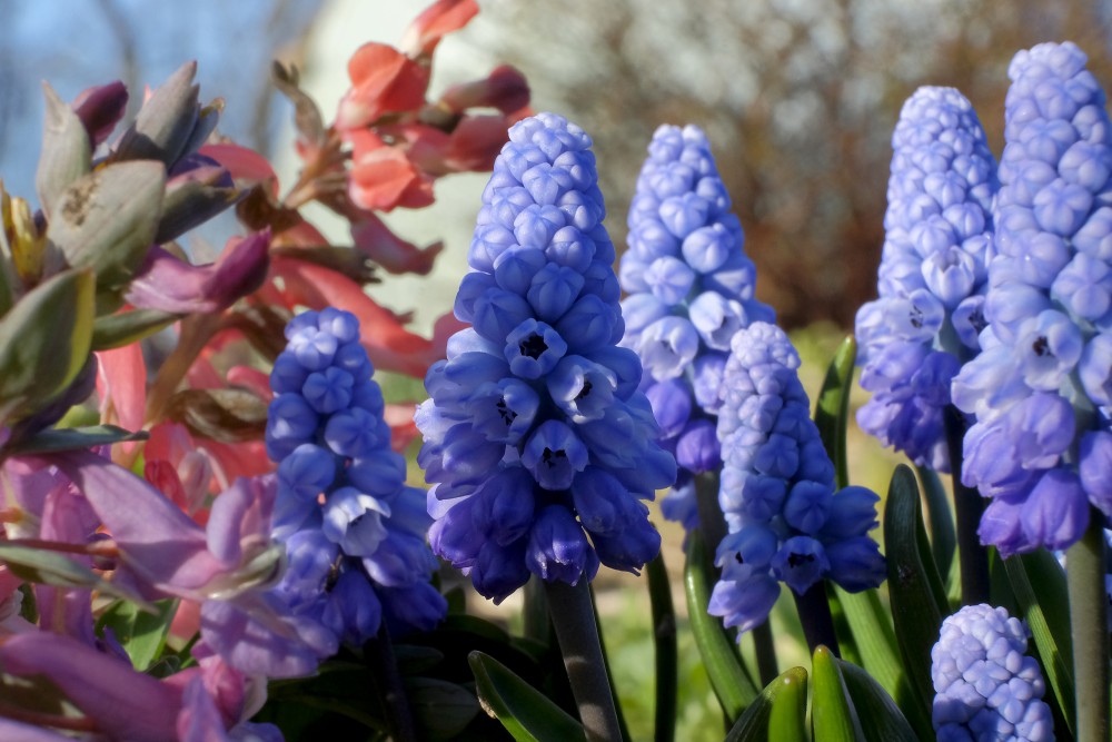 Grape Hyacinths