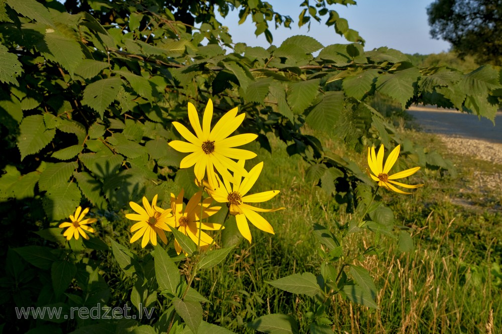 Topinambūra ziedi