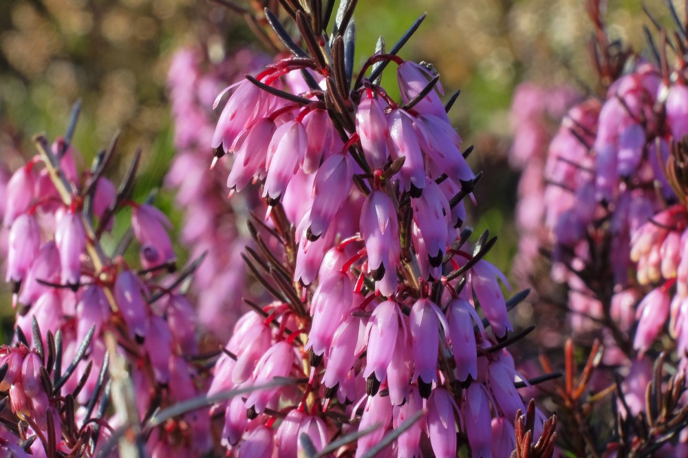 Erica carnea