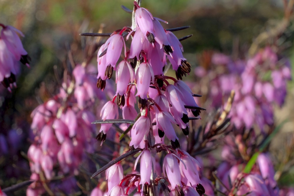 Erica carnea (winter heath, winter-flowering heather, spring heath or alpine heath)