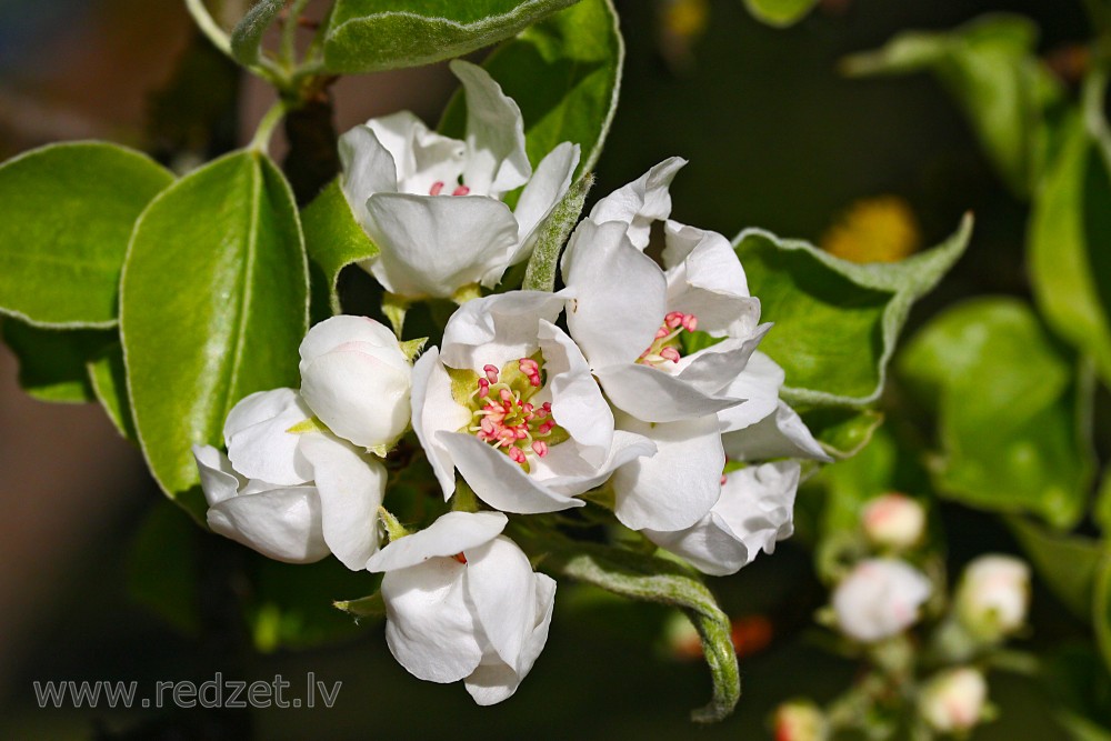 Pear tree in flower