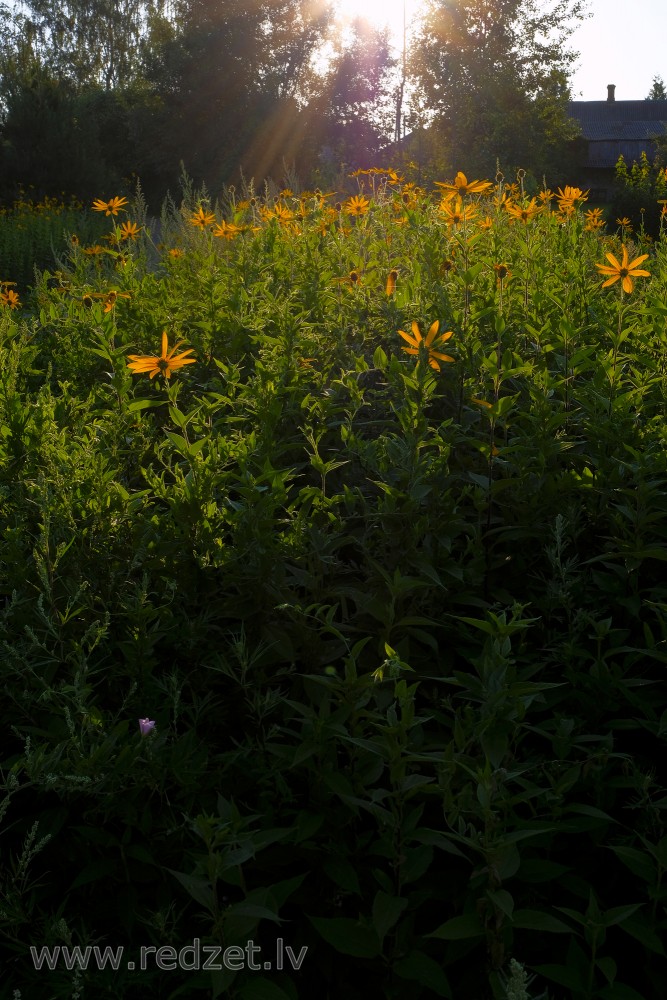 Jerusalem artichoke (sunroot, sunchoke, earth apple, topinambour)