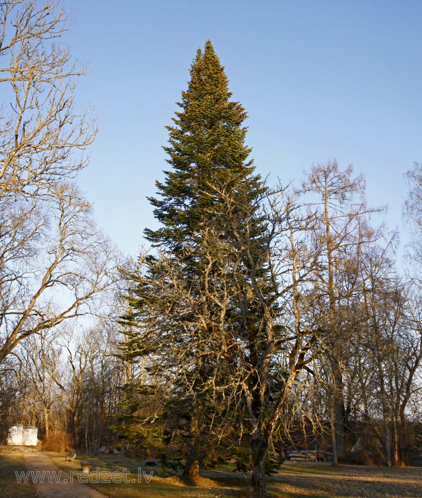 Egle Lielrendas muižas parkā