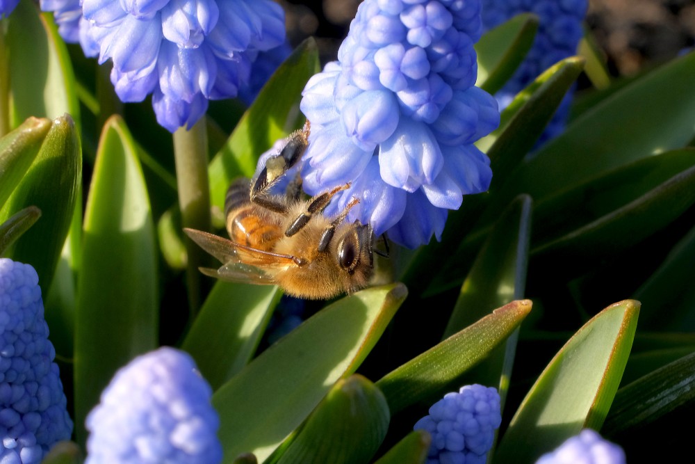 Grape Hyacinth and Bee