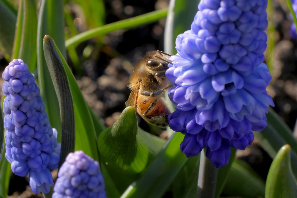 Bee on Muscari Flowers