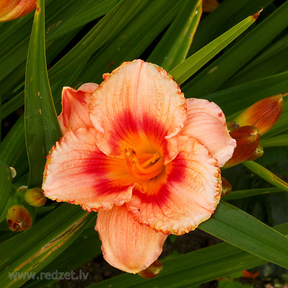 Daylily
