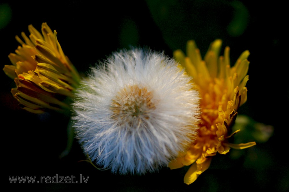  Dandelion Seeds