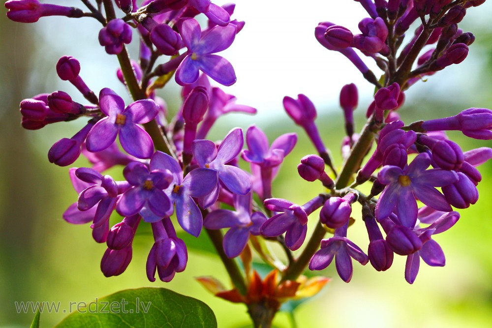 Syringa vulgaris