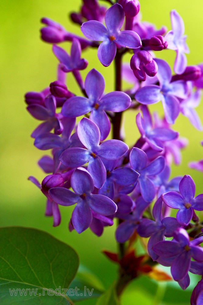 Lilac Flowers