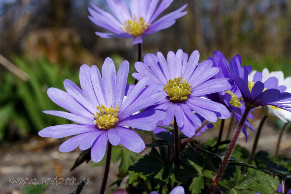 Anemonoides blanda, Balkan anemone