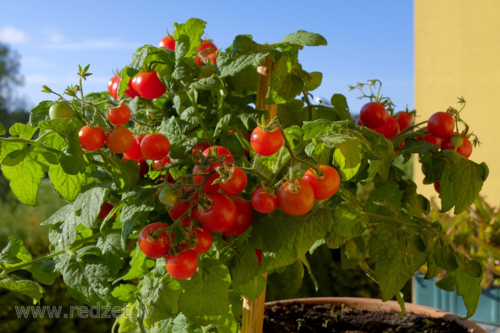 Balcony Cherry tomatoes 'Sprīdītis'