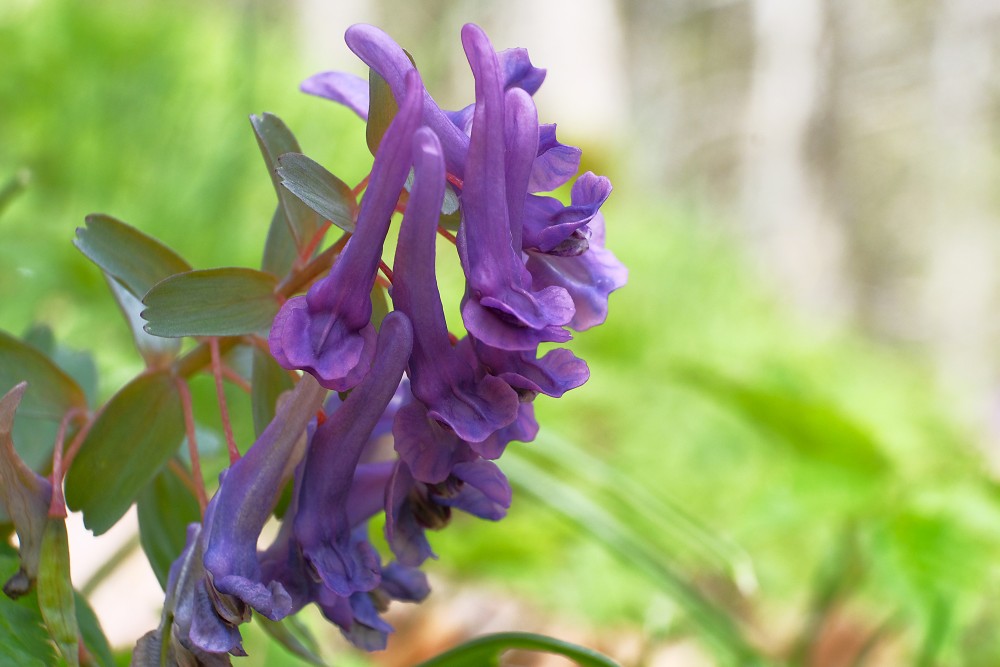 (Corydalis solida) Fumewort