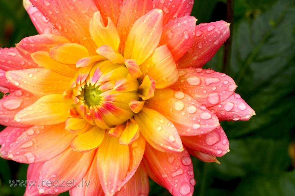 Dahlia flower with water drops
