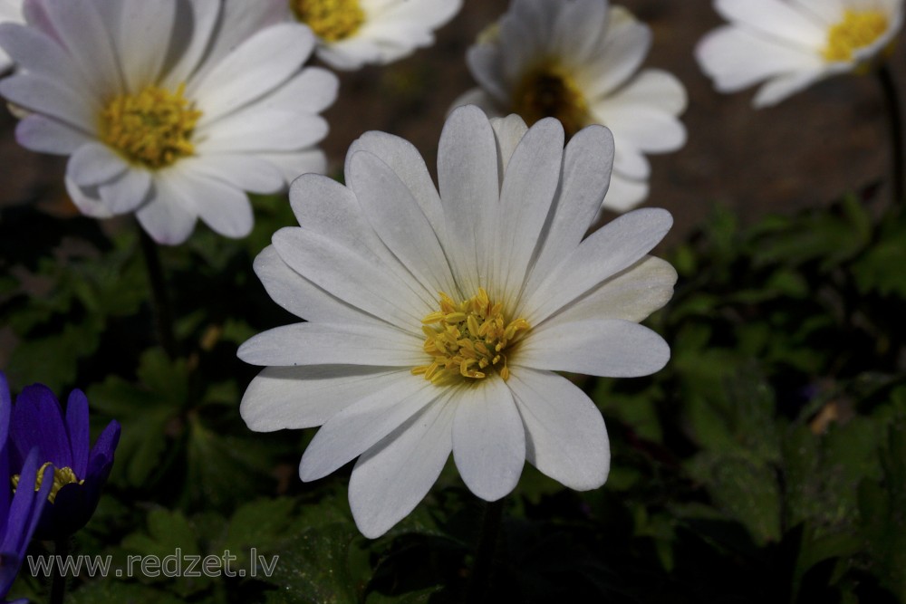 Greek Anemone  ‘White Splendour’ (Anemonoides blanda)