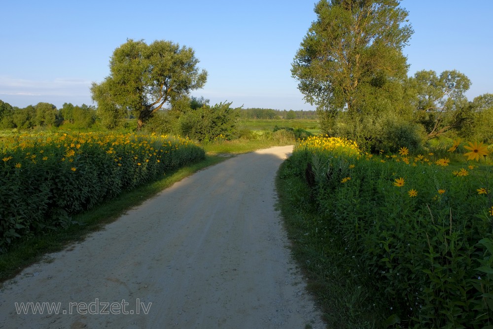 Landscape with Jerusalem artichoke