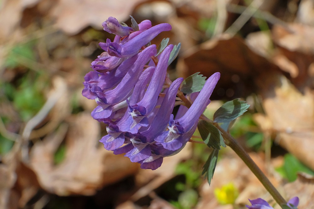 (Corydalis solida) Fumewort