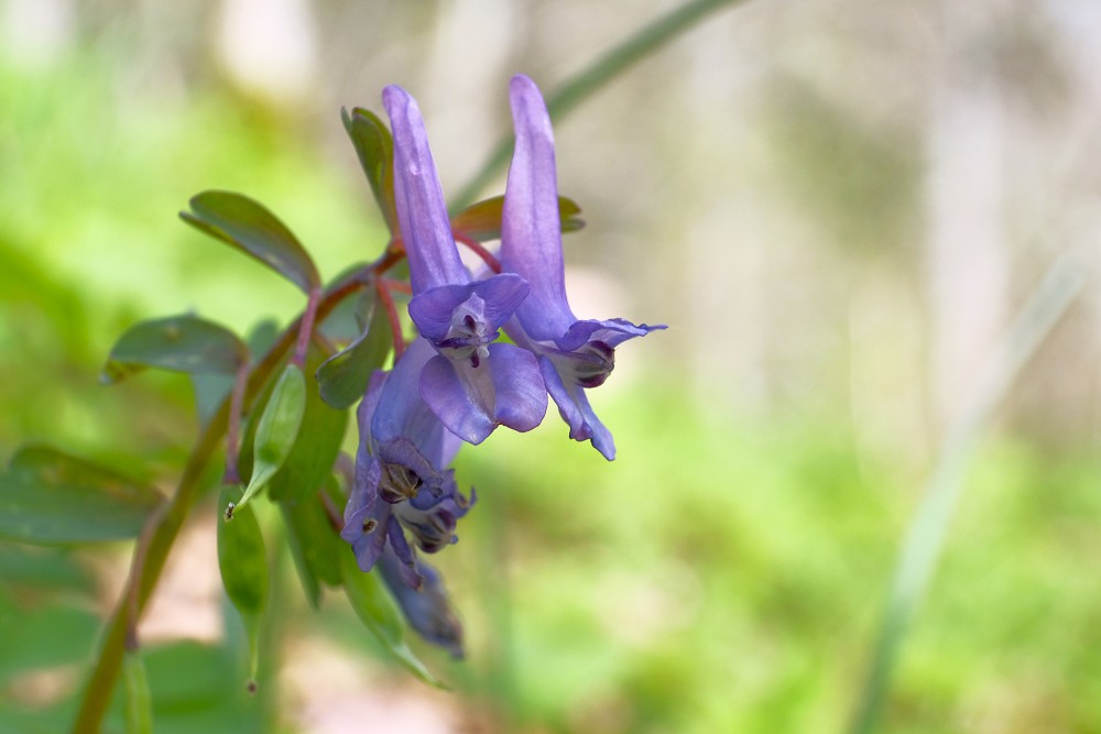 (Corydalis solida) Fumewort