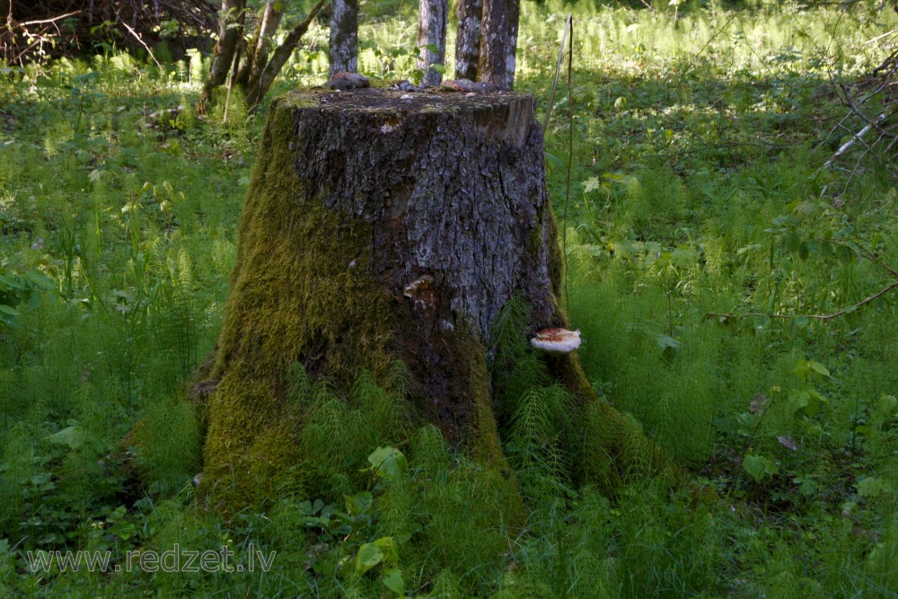 Tree stump