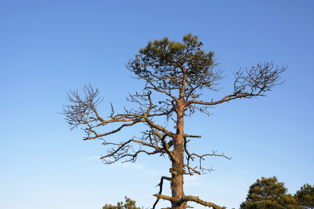 Pine In Great Ķemeri Bog