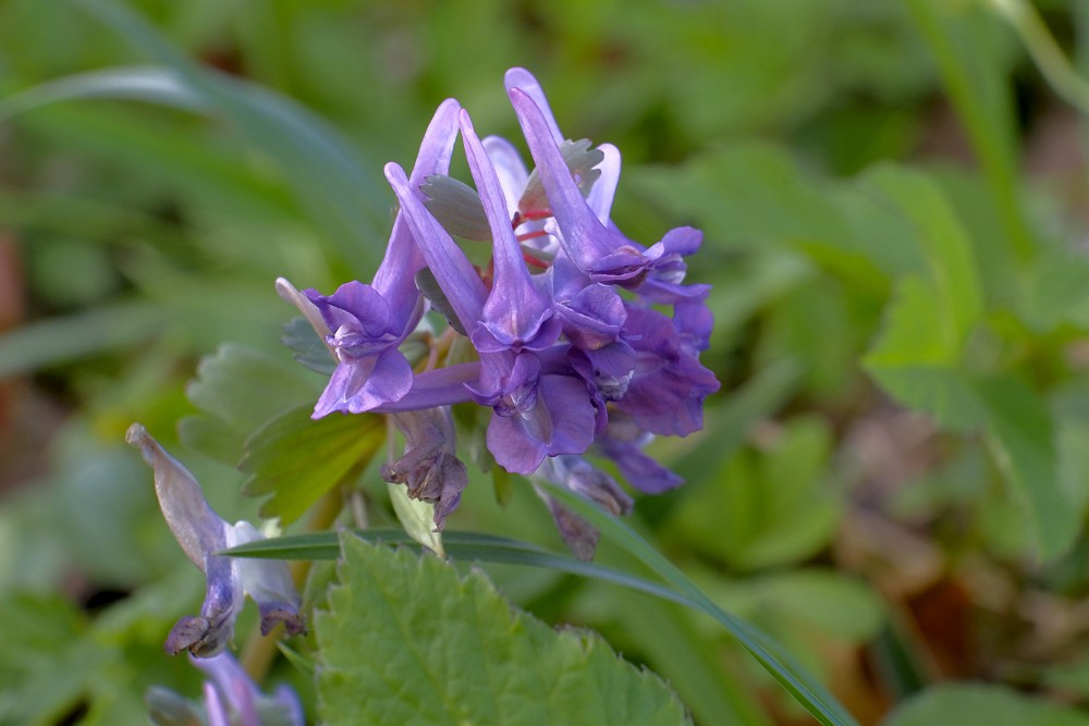 Blīvguma cīrulītis (Corydalis solida)