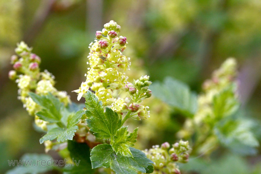 Currant flower