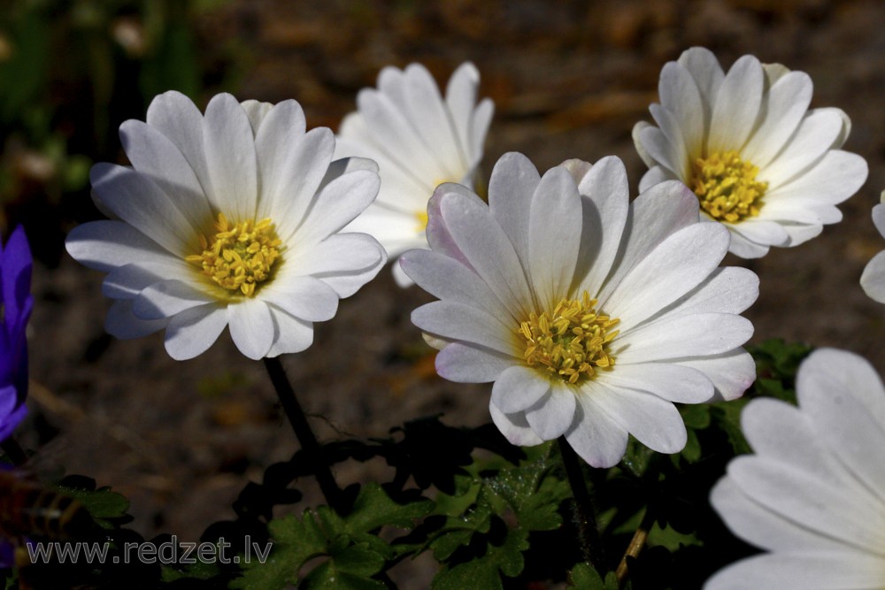 Greek Anemone  ‘White Splendour’ (Anemonoides blanda)