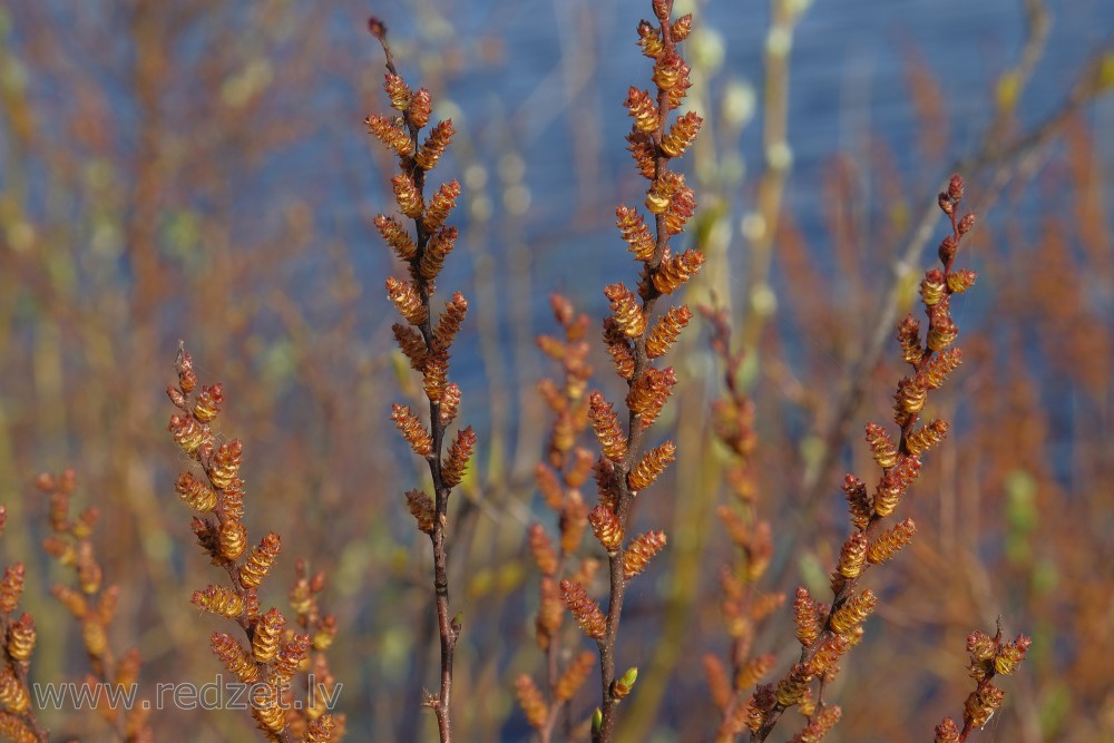 Bog-myrtle in Spring