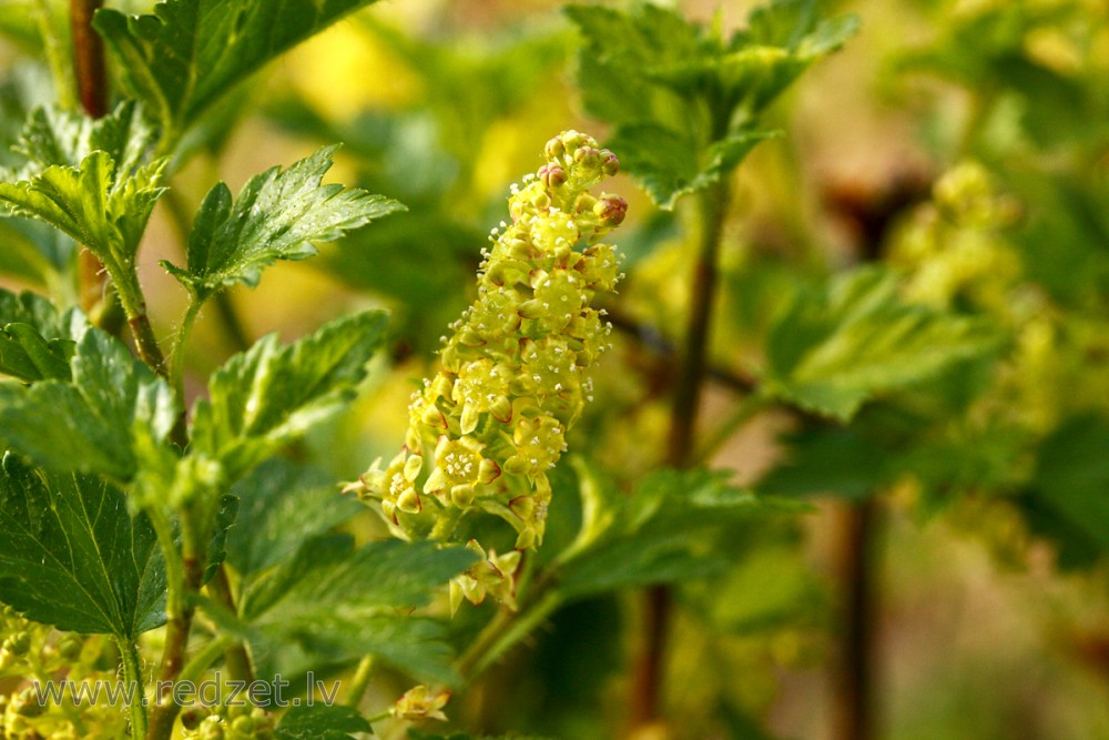 Currant flower